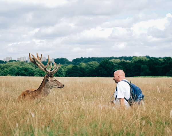 Comment organiser un camping pour observer les cerfs en rut en forêt européenne?