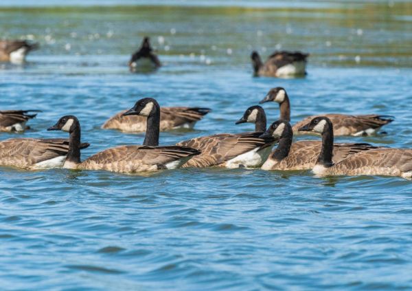 Où apprendre les techniques de chasse traditionnelle au Canada?