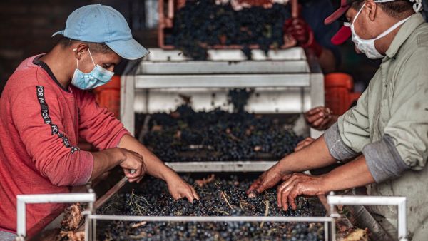 Où apprendre les techniques de fabrication de vin en Toscane, Italie?